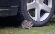 Des rats grignotent les câbles des voitures à Marseille et Paris