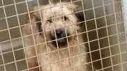 Deux chiens et un chat abandonnés à Sumène, un chien euthanasié
