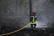 Deux hommes en garde à vue pour incendies de forêt en Seine-et-Marne
