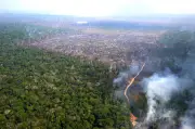 Déforestation en Amazonie : plus bas niveau depuis 2019