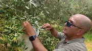 Domaine d'Escattes : trente ans d'espoir pour un centre mondial de l'olivier