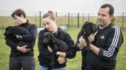 Douane : des chiots choisissent leur maître lors d'une cérémonie unique à La Rochelle