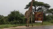 Double meurtre au parc Kruger : un couple de retraités poignardé