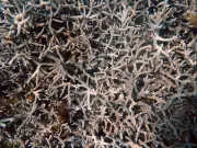 El Niño 2026 : menace de blanchissement massif des coraux