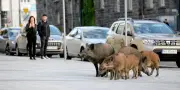 En Pologne, les sangliers envahissent les villes et divisent l'opinion
