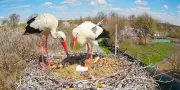 En Ukraine, un couple de cigognes passionne les foules