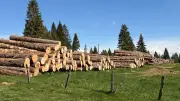 Enquête ouverte après la destruction d’une forêt de 50 ha dans le Jura
