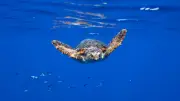 Expédition Méditerranée 2026 : observations exceptionnelles de cachalots et dauphins