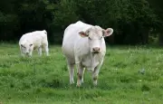 Faut-il avoir peur des vaches ? Accidents mortels et conseils