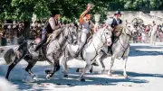 Feria de Nîmes 2026 : l'amour du cheval de Camargue aux Jardins de la Fontaine