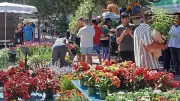 Foire aux fleurs à Tarascon : succès pour l'édition 2026