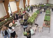 Foire aux plantes à Saint-Paul : enfants et jardiniers locaux à l'honneur