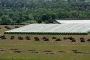 Foodwatch alerte l'UE sur des pesticides interdits dans les aliments importés