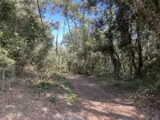 Forêt de Suzac : réouverture prévue le 12 juin après sécurisation