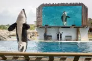 France veut envoyer les orques du Marineland d'Antibes en Espagne