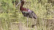 Frontignan : une biodiversité remarquable dans les salins face au déclin des oiseaux