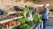 Fruits et légumes de pays : les maraîchers du Biterrois défendent leur terroir