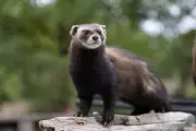 Fête de la nature et animations culturelles en Charente-Maritime