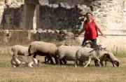Fête de l'agneau à Pauillac : transhumance inédite et animations