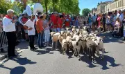 Fête de l'agneau à Pauillac : une édition sous la chaleur malgré une fréquentation en baisse