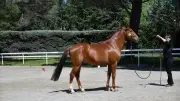 Fête du cheval Barbe : 3e édition ce week-end au Haras d'Uzès