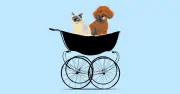 Garde de chiens : le nouveau service qui bichonne nos animaux comme des enfants
