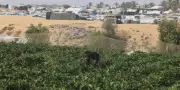 À Gaza, le blocus et les destructions mettent l'agriculture à l'agonie