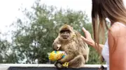 Gibraltar : des macaques mangent de la terre pour calmer leurs maux de ventre