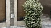 Grand’rue de Bessan : la végétalisation transforme l’artère urbaine
