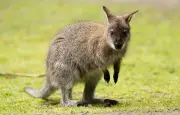 Gérant de parc animalier poursuivi pour avoir noyé un wallaby