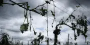 Grêlons plus gros à cause du dérèglement climatique ?