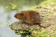Hantavirus : ce qu'il faut savoir sur ces virus transmis par les rongeurs