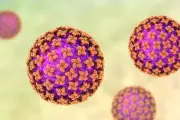 Hantavirus : le cluster du Hondius, un signal à ne pas ignorer