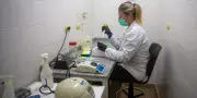 Hantavirus : l'OMS confirme huit cas liés au virus des Andes en Europe