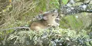 Hantavirus : tout savoir sur le rat pygmée de rizière à longue queue