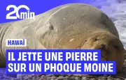 Hawaï : un touriste jette une pierre sur un phoque moine, indignation