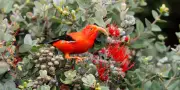 Hawaii : des oiseaux kleptomanes et parasites d'occasion