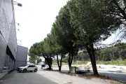 Huit pins menacés d'abattage près d'Antibes : la commune veut les sauver