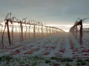 Il y a 17 ans, la grêle dévastait les vignes de Charente