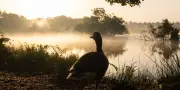 Impact de la chaleur précoce sur la faune et la flore