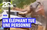 Inde : un éléphant se libère et tue une personne lors d'une fête religieuse