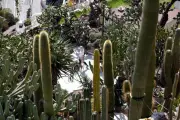 Jardin exotique de Monaco : 20 000 visiteurs en un mois, bilan positif