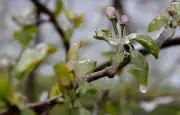 Jardinage : 5 erreurs à éviter après les Saints de glace