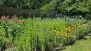 Jardins ouverts à Carcarès-Sainte-Croix : marché et ateliers biodiversité