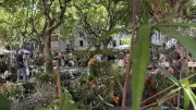 Journée des plantes et dérivés ce dimanche à Uzès