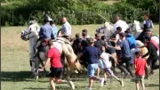 Journée taurine à la manade Alain le 23 mai par Soca Cruz
