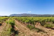 Just'Rosé 2026 : rencontre avec les viticulteurs parmi les 71 domaines présents à Sanary