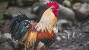 Kiki le coq sauvé par la justice : voisin débouté et condamné à payer