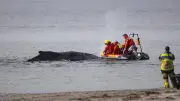 La baleine 