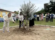 La Réole remplace les pins par des oliviers et un chêne-liège